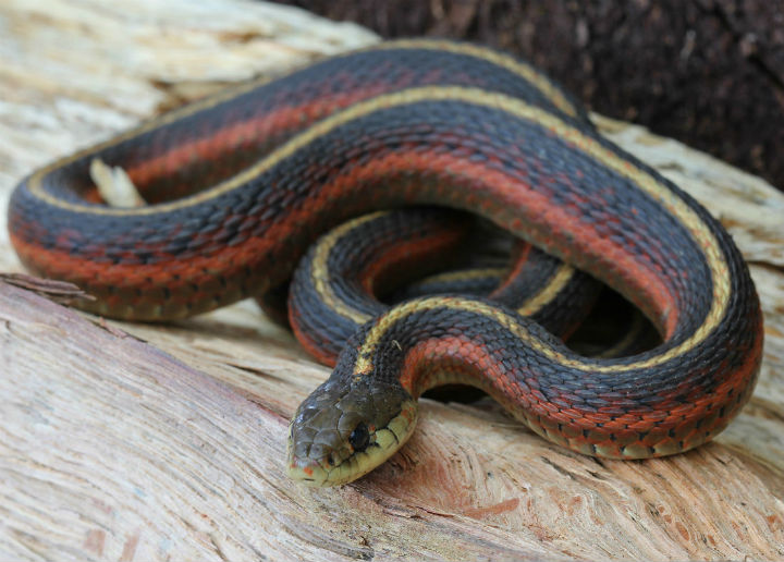 Coast Garter Snake